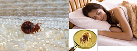 Mattress Cleaning Reston, VA