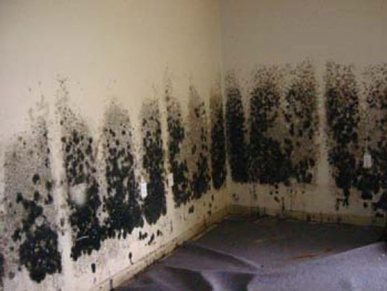 Mold and Mildew Removal Reston, VA