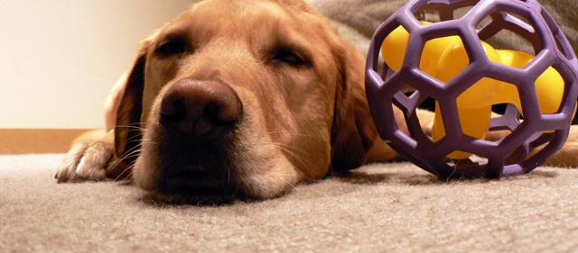 Pet Stain and Odor Removal Reston, VA
