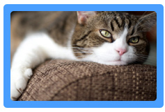 Upholstery Cleaning Reston, VA